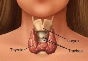 thyroid-gland